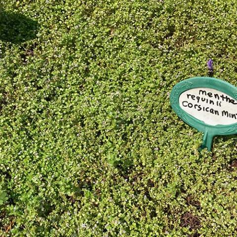 Corsican Mint, tiny green leaves