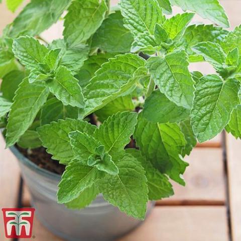 Mentha Jessica's Sweet Pear, green wrinkled foliage