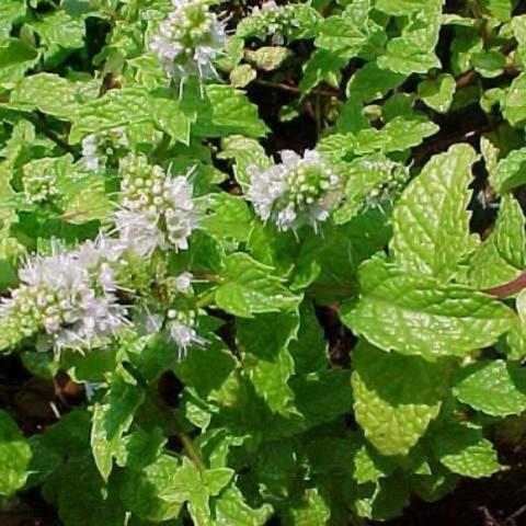 Mentha Kentucky Colonel, green leaves, whitish flowers
