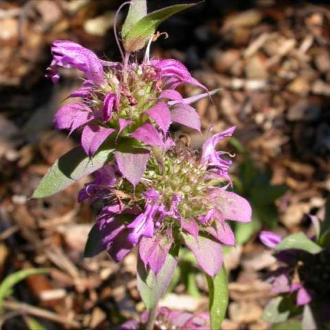 Monarda citriodora