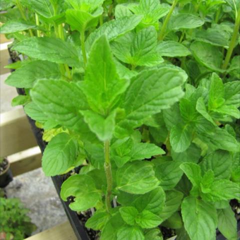 Mentha 'Lime', bright green leaves