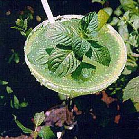 Mentha Margarita, green wrinkled foliage in a margarita glass
