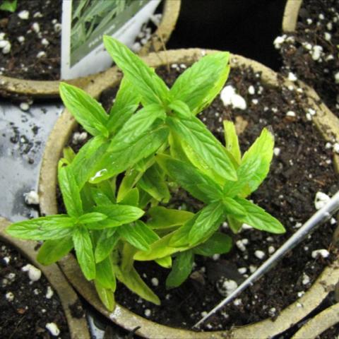 Mentha 'Mojito', green leaves