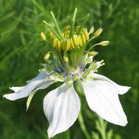 Nigella sativa, black cumin, white flower with green explosion at center