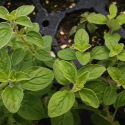 Hilltop oregano, green oval leaves