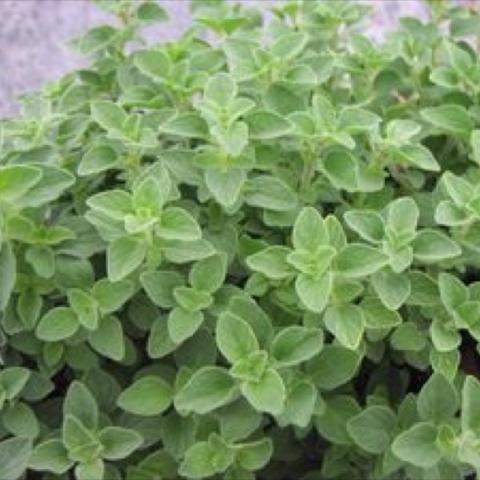Hot and Spicy Oregano, green leaves