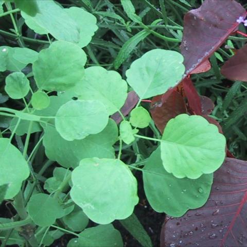 Papalo with rounded green leaves