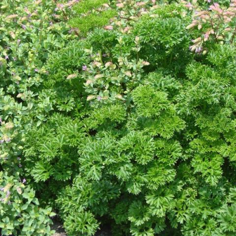 Parsley growing in a bed with other plants