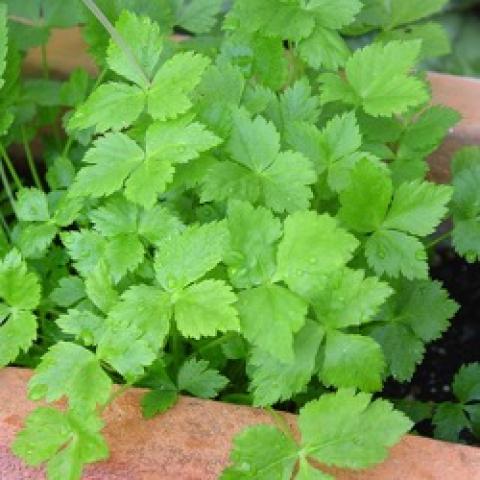 Mitsuba, Japanese parsley - green leaves