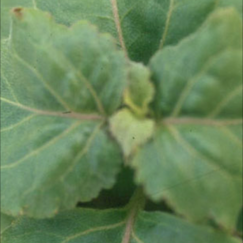 Patchouli leaves close up