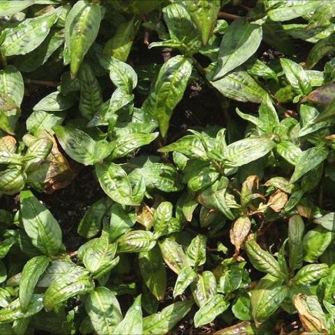 Persicaria odorata, green leaves