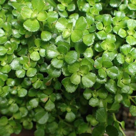 Pilea depressa, tiny green succulent leaves