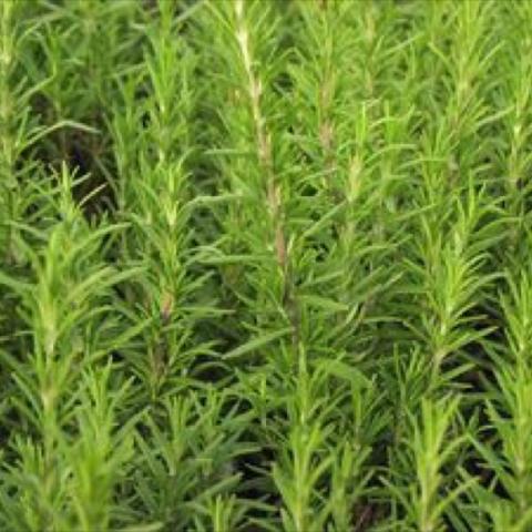 Rosemary 'Barbecue,' straight vertical rosemary branches