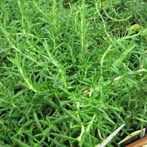 Rosmarinus officinalis, green needle-like foliage