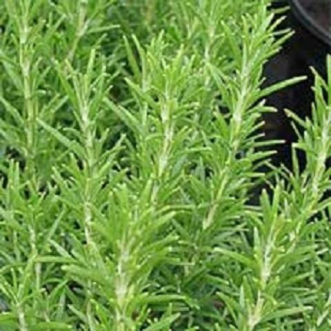 Rosemary, green needle-like leaves