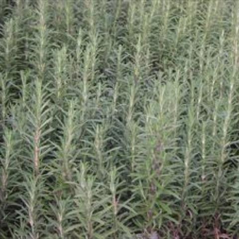 Rosemary 'Gorizia', silver green needle leaves