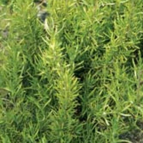 Rosemary 'Spice Island', green leaves