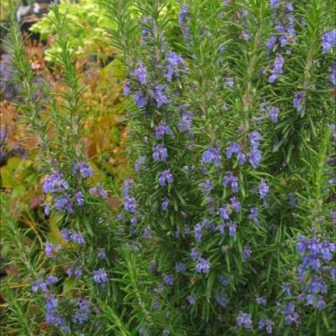Rosemary 'Tuscan Blue', with almost blue (lavender) flowers