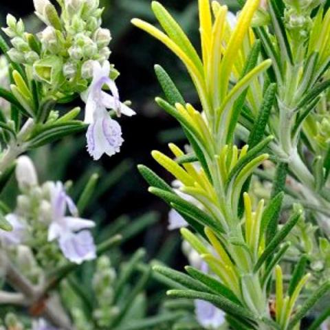 Rosemary Golden Rain, yellow green new growth