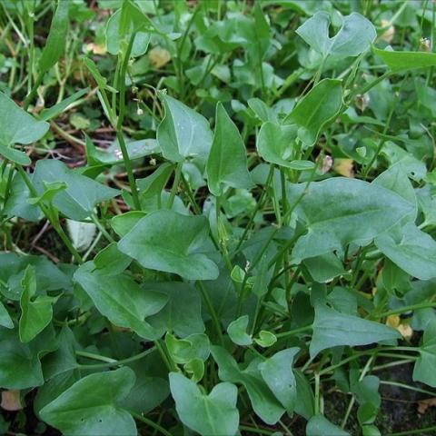 Rumex scutatus, green triangular leaves