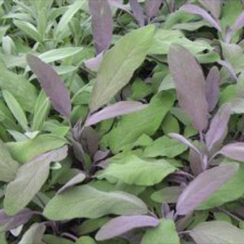 Purple sage