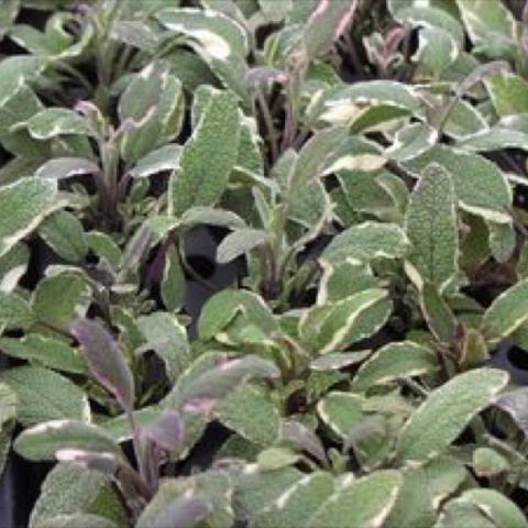 Tricolor sage with white edges and a purple tinge