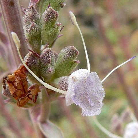 Salvia apiana, white flower