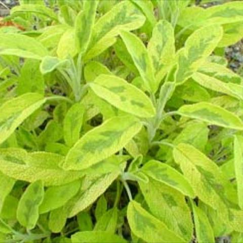 Salvia 'Icterina' yellow-green and green sage leaves