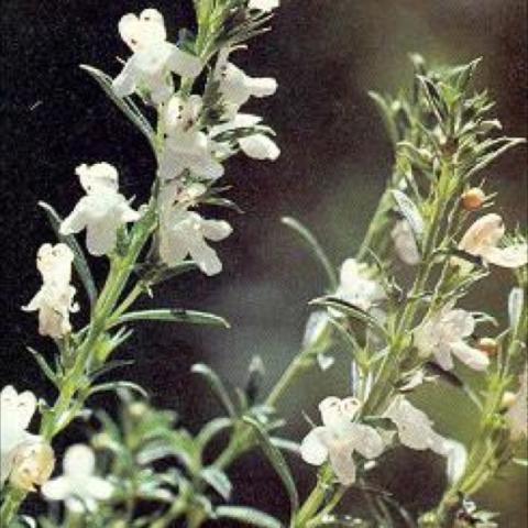 Savory flowers, white on vertical stems