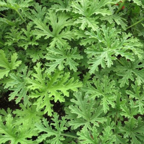 Photo of green plant, no flowers.