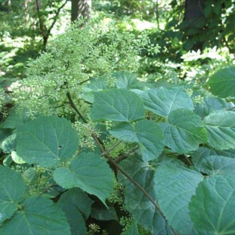 Spikenard, large green leaves