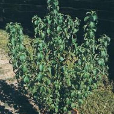 Stevia plant