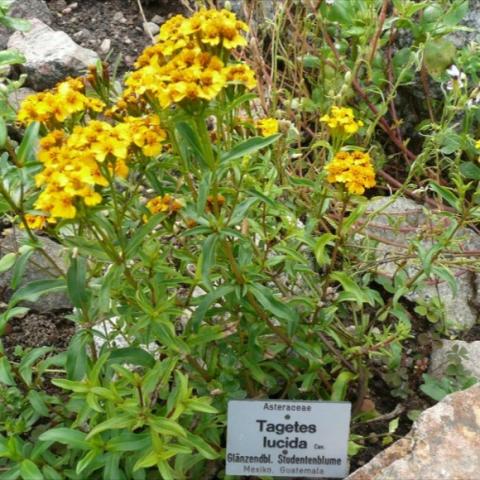 Tagetes lucida, marigold-like green plants, yellow flowers