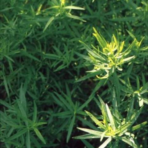 French Tarragon, long dark green thin leaves