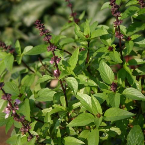 Thai basil with dark purple flowers and stems