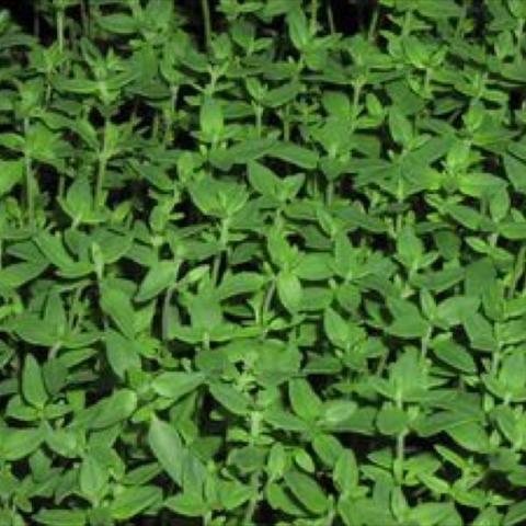 French Thyme, tiny green leaves