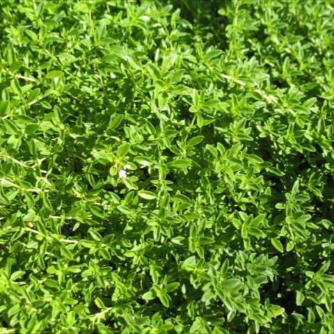 Thyme 'Lime'