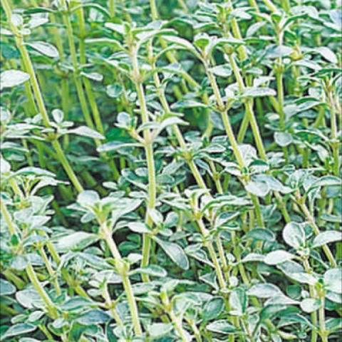 Silver edge thyme