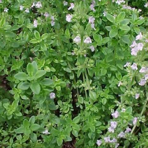 Thymus citriodorus, green leaves