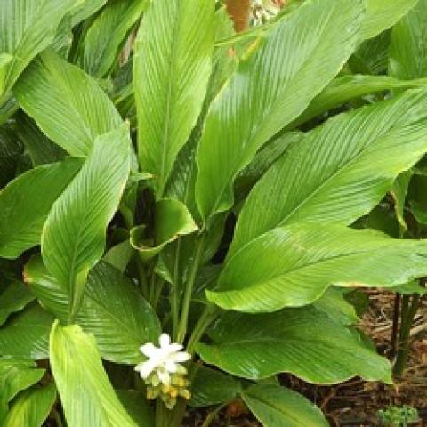Turmeric, long upright green leaves and one small white flowers
