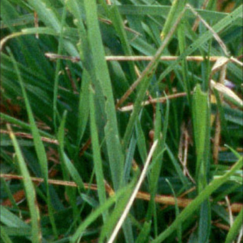 Vanilla Grass, green grass