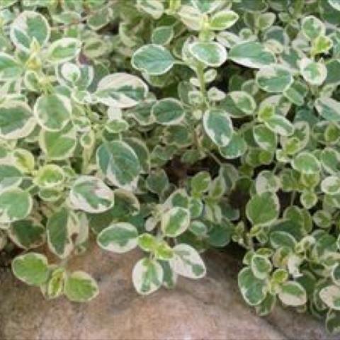 Small green leaves with white edges, variegated oregano