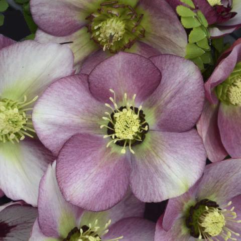 Helleborus Honeymoon Paris in Pink, pink to white singles, gold centers