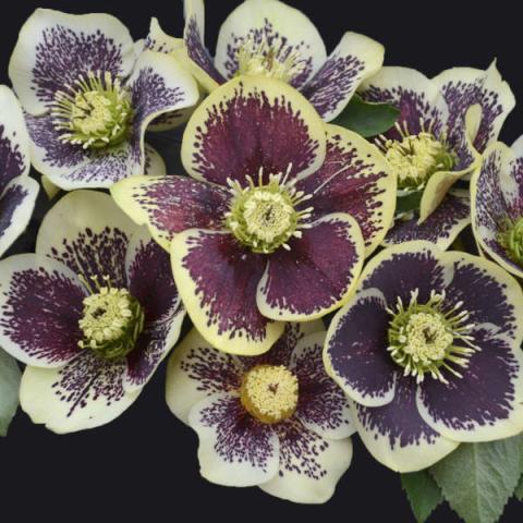 Helleborus Honeymoon Rio Carnival, light yellow with red spots clustered near the center