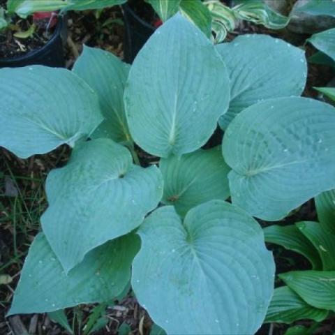 Hosta 'Blueberry Muffin'