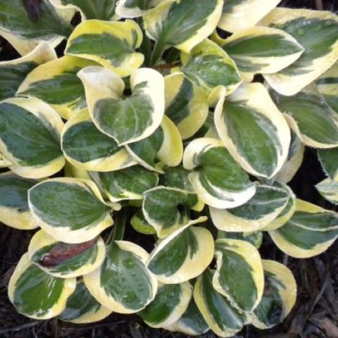 Hosta 'Mighty Mouse'