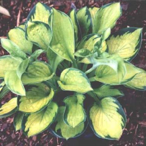 Hosta 'Rainforest Sunrise'