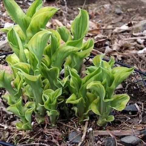 Hosta 'Wheee'