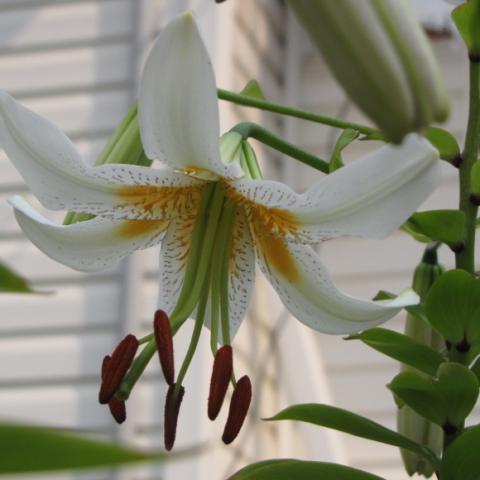 Lady Alice lily, large, downfacing white lily