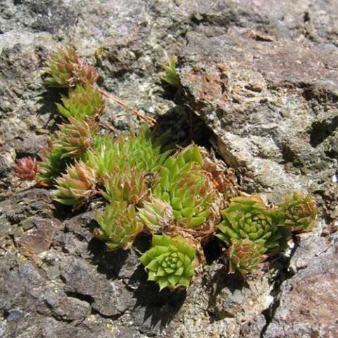 Jovibarba arenaria, green succulent leaves in rosettes